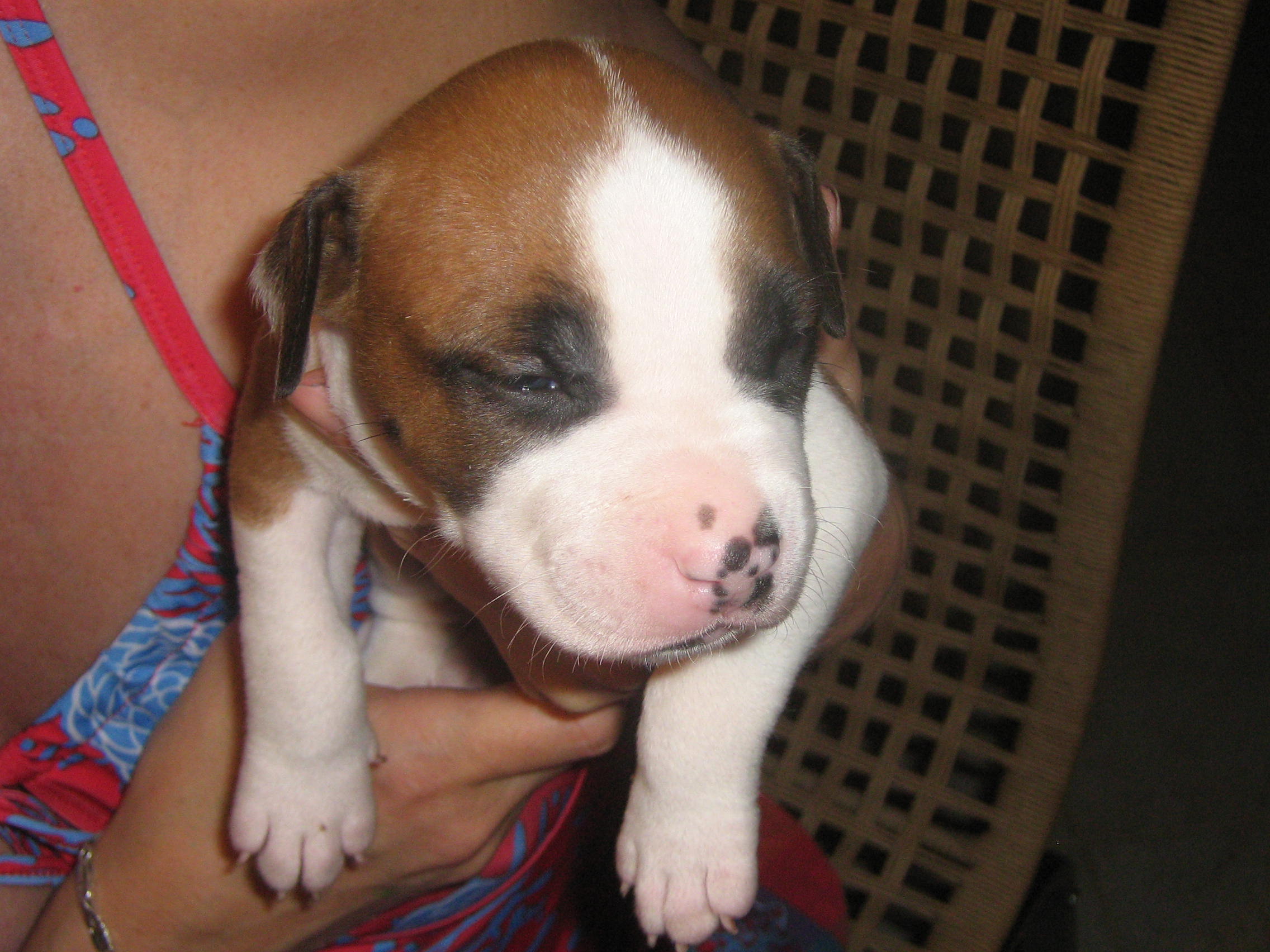Achiles