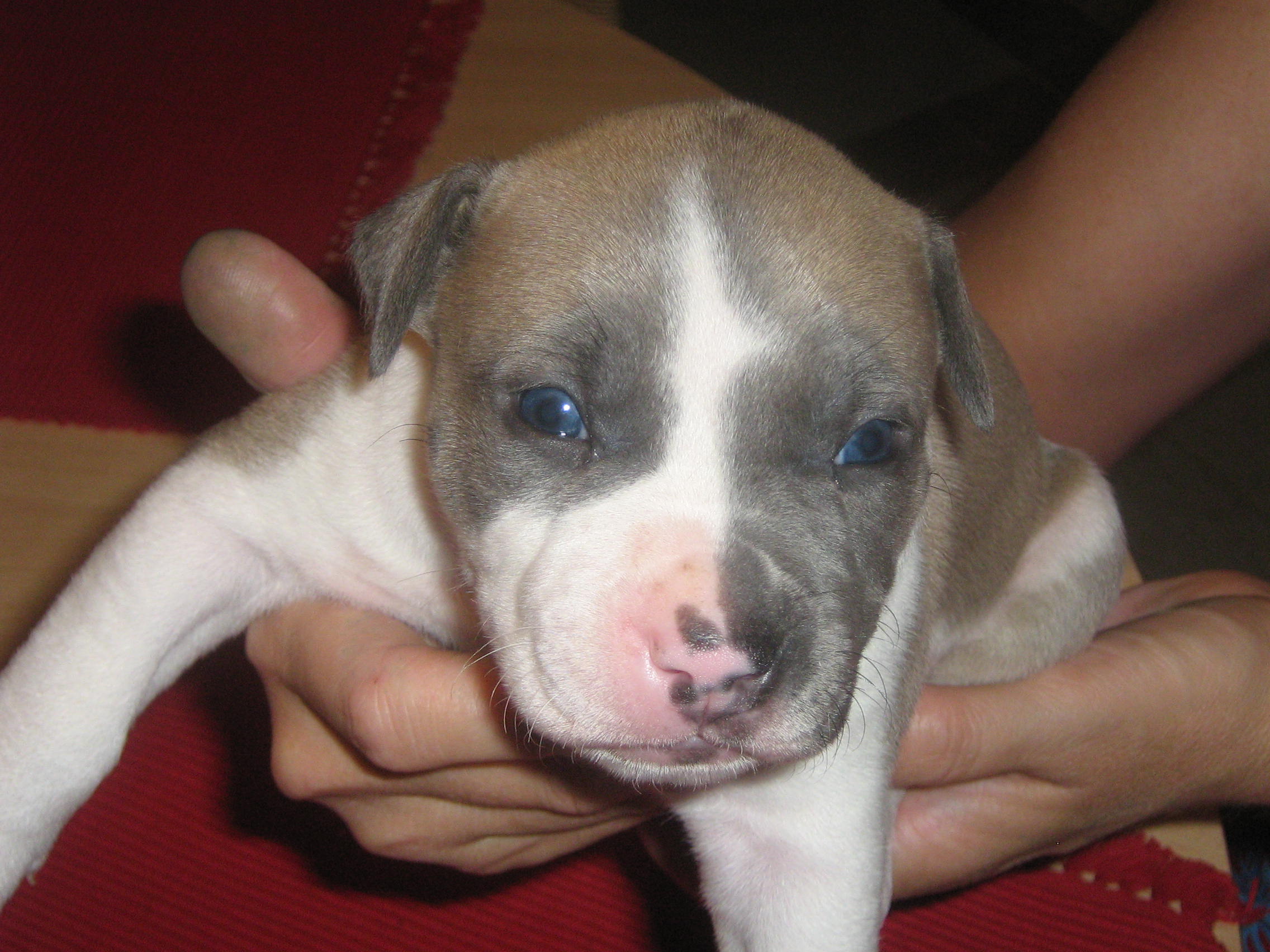Apolo