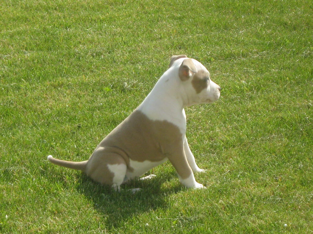 Aisulka